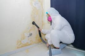 Best Basement Mold Removal  in USA